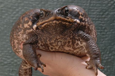 Cane Toad - Honolulu Zoo Society