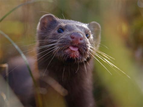 New bird flu strain being closely monitored