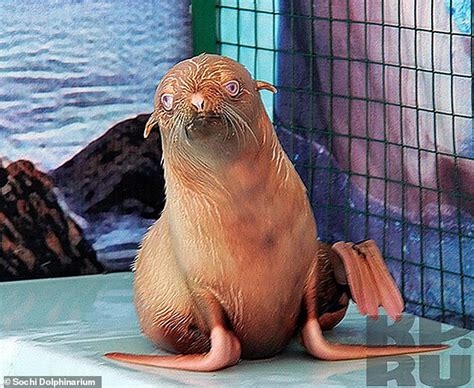 'Ugly Duckling' ginger seal pup may have to be rescued because it is shunned by its colony ...