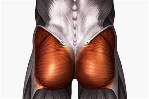 Here is The Expert Guide on The Perfect Glute Workout for Men – DMoose