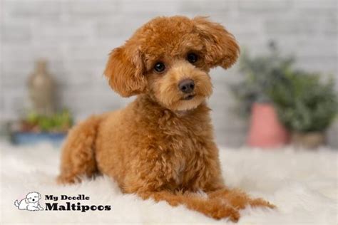 Maltipoo Development Phase — My Doodle Puppy