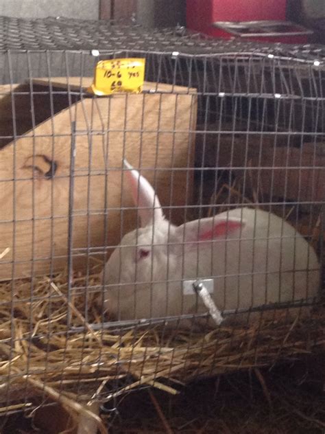 Chubby Bunnies Rabbitry “Meats” the Internet | chubbybunniesrabbitry