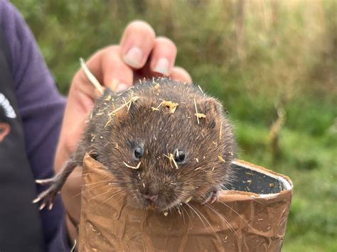 Nine new ponds near Nottinghamshire village to support water vole
