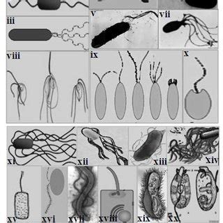 (a) Flagella types and their variations as depicted in the literature ...