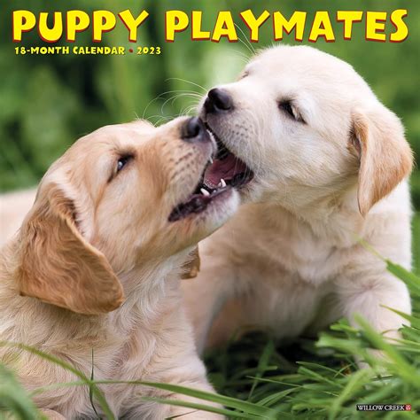 Puppy Playmates 2023 Wall Calendar: Willow Creek Press: 9781549227387