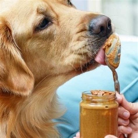 Why Do Dogs Like Peanut Butter? Here's Why They Are Crazy About It ...