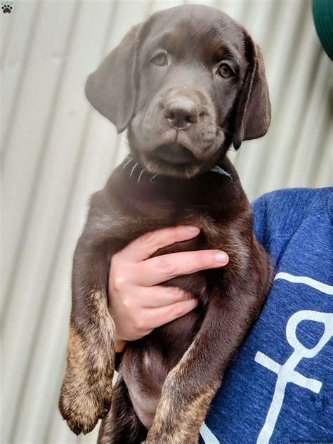 Tulip - Chocolate Labrador Retriever Puppy For Sale in Pennsylvania