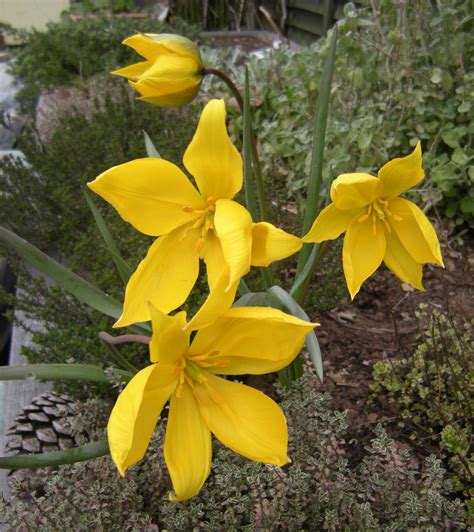 Wild Tulip | Jeremy Bartlett's LET IT GROW blog