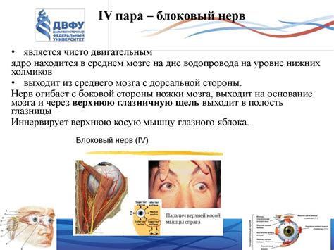 Черепно-мозговые нервы - презентация онлайн