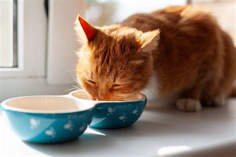 how much pumpkin to give a cat for constipation