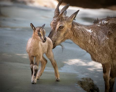 baby animals  cute   zoos