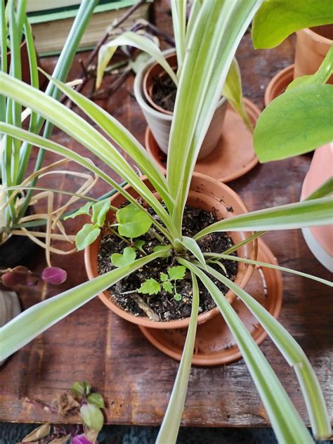 Surprise addition : r/PlantIdentification