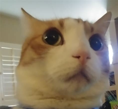 Shocked Cat