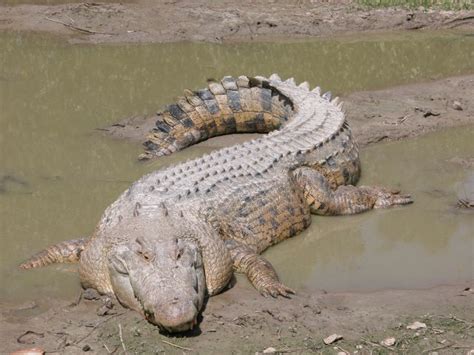 Krokodýl mořský Crocodylus porosus Saltwater crocodile - Plazi