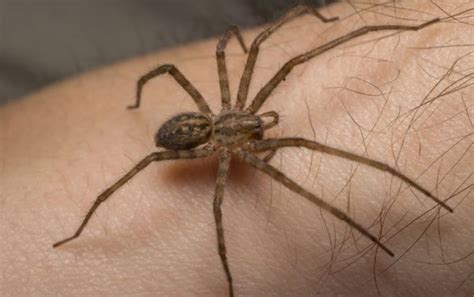 Des araignées dans la maison ? Pourquoi ? Que faire