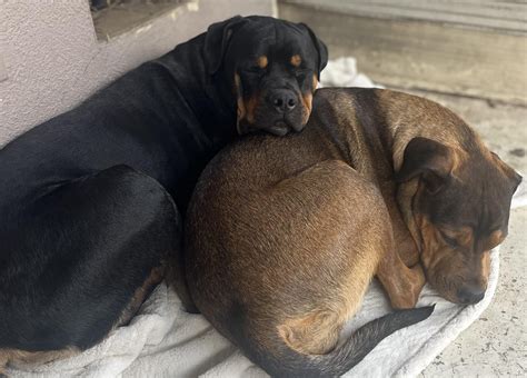My rott/mastiff mixes turned one! : r/Rottweiler
