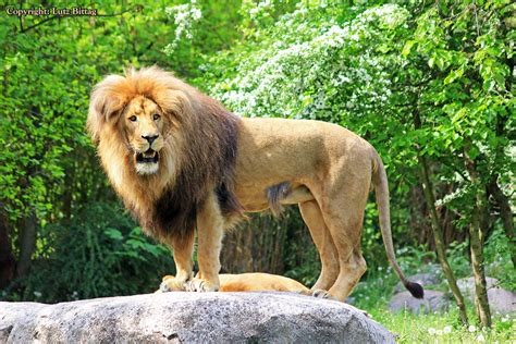 der loewe bruellt foto bild natur zoo tiere bilder auf fotocommunity