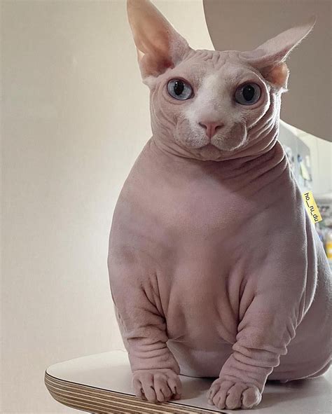 #мемы #прикол Funny Cute Cats, Silly Cats, Cats And Kittens, Funny ...