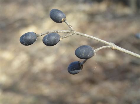 Native Trees of Indiana River Walk