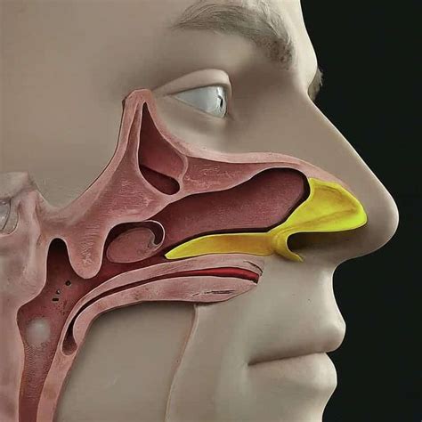 Understanding Nasal Mucus Plug: Causes, Symptoms, and Treatment ...