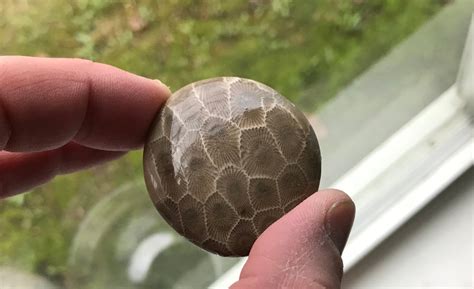 petoskey stone    place  find  rock seeker