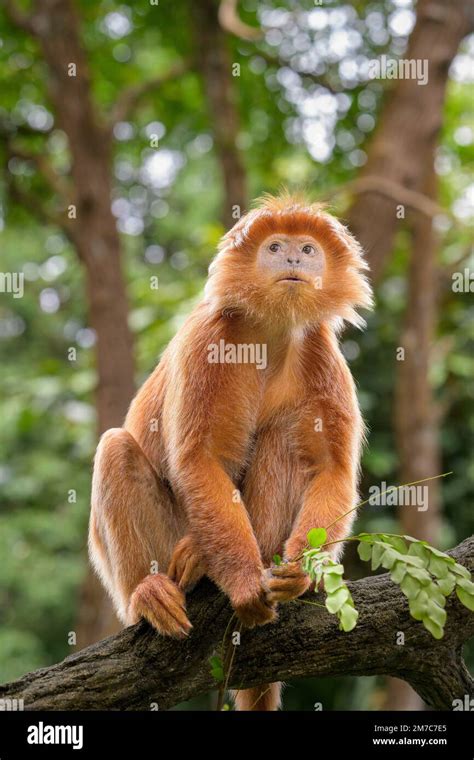 The East Javan langur (Trachypithecus auratus) is a primate species ...