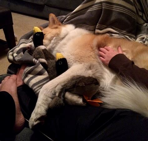 frugal hound sniffs gen  finance guy frugalwoods