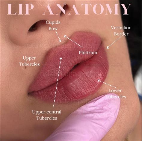 quick guide  lip anatomy