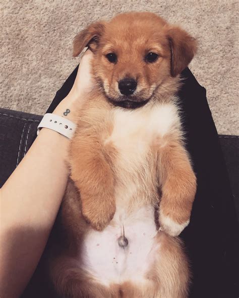 Corgi Mix 40 Corgi Mixes That Are Absolutely Pawsome