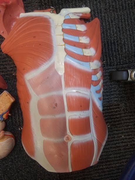 muscle man chest plate diagram quizlet