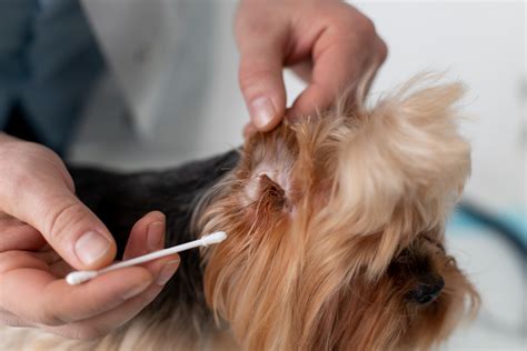 Como Limpar A Orelha Do Cachorro - Você limpa as orelhas do seu cão? Conheça algumas dicas – Portal Cães e ...