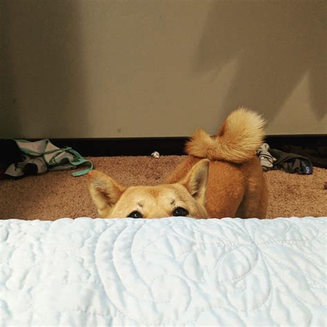 I see you mom! : r/shiba