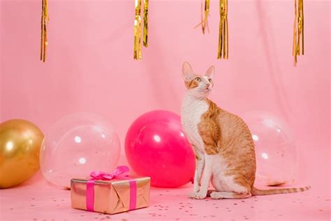 Premium Photo | Cute ginger cat cornish rex for birthday with balloons ...