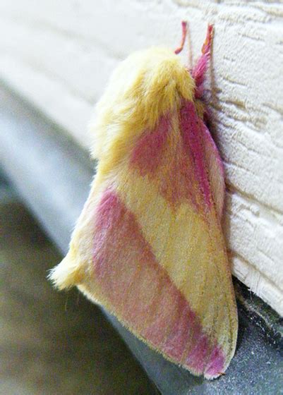 Pink And Yellow Fuzzy Moth