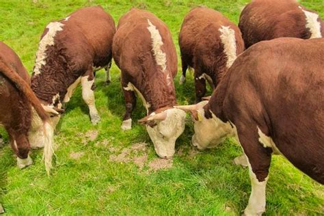 6 Pedigree Hereford, Traditional Hereford Breeding Bulls ...