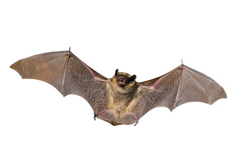 Bat Removal, Control, Repellent & Exclusion - How to Get Rid of Bats