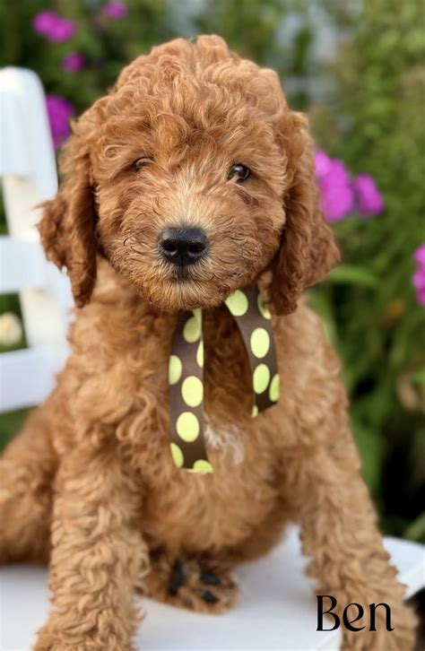 How Big are Mini Goldendoodles? | PGD