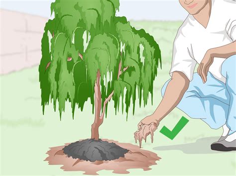 How to Root a Willow Tree (with Pictures) - wikiHow