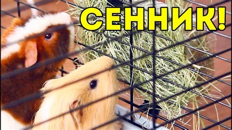 Как сделать сенник для морской свинки: DIY / SvinkiShow - YouTube