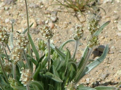 Care sunt intrebuintarile naturiste ale semintelor de Psyllium si cum ...
