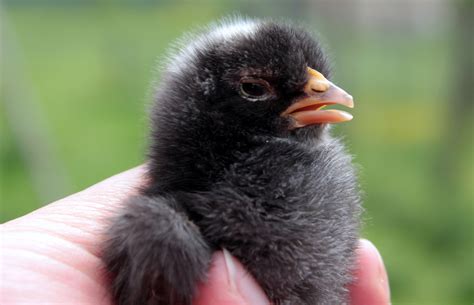 Free Images : hand, cute, wildlife, fluffy, beak, black, chicken, fauna
