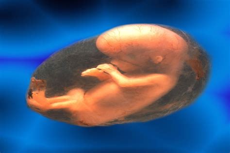 amniotic fluid  role  importance  pregnancy