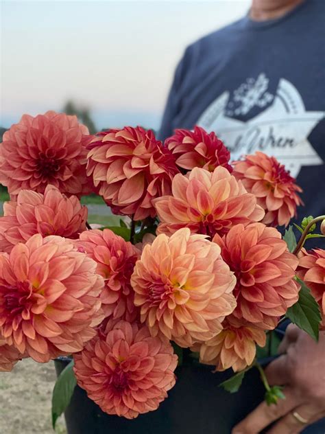 kas mocha katie dahlia tuber   dahlia bloom tubers