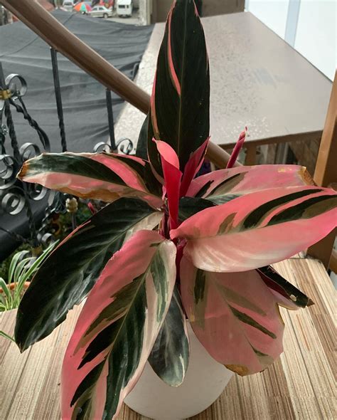 ‼️NOT FOR SALE FOR YOUR EYES... - Hazel's plants and pots