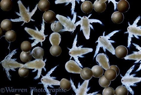 brine shrimp eggs hatching photo wp