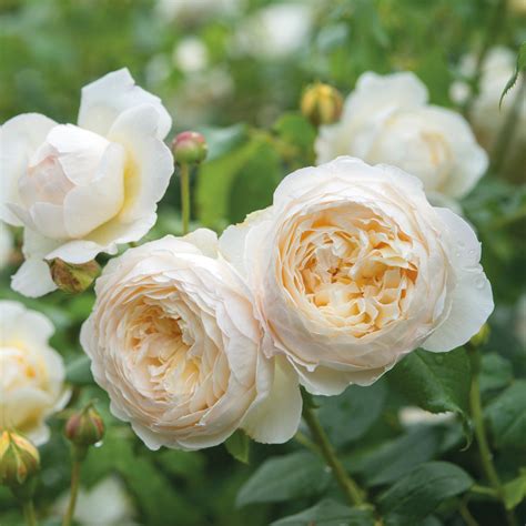 Claire Austin | English Climbing Rose | David Austin Roses
