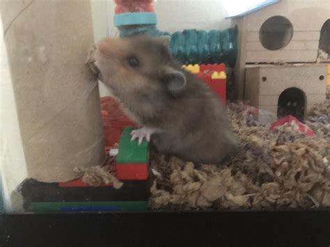 Pohatu learning his water bottle. (Hamster NSFW) : r/hamsters