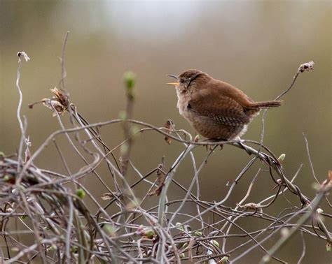 Yellow Birds In The UK (Complete Guide with Pictures) | Birdfact