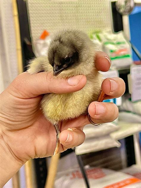 We have three day old Blue Australorp... - Burlington Agway | Facebook