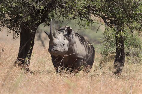 field, animals in the wild, outdoors, horse, savanna, tree, nairobi